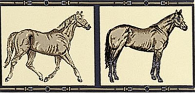  PETRACERS GRAND ELEGANCE Horses su Crema 10x20 