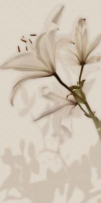 Decoro Lilium (6pz) 60x120