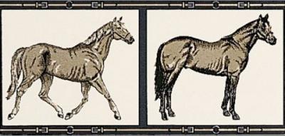  PETRACERS GRAND ELEGANCE Horses su Panna 10x20 